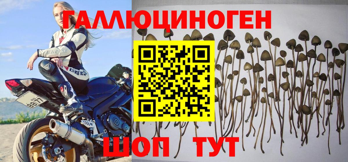 Галлюциногенные грибы Magic Shrooms Димитровград